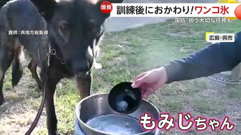 氷を今か今かと待つもみじちゃん