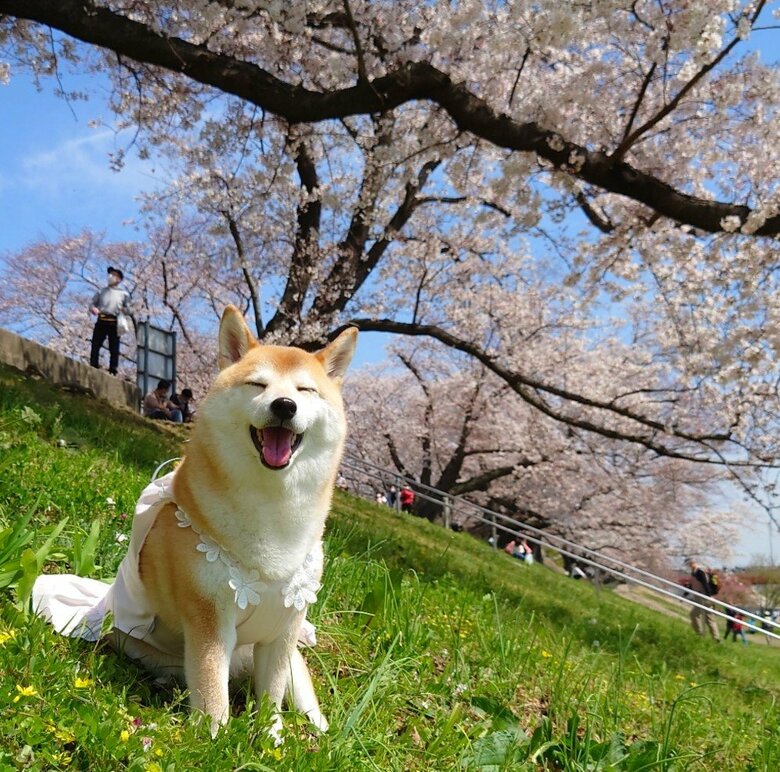 提供：柴犬チャーミーさん