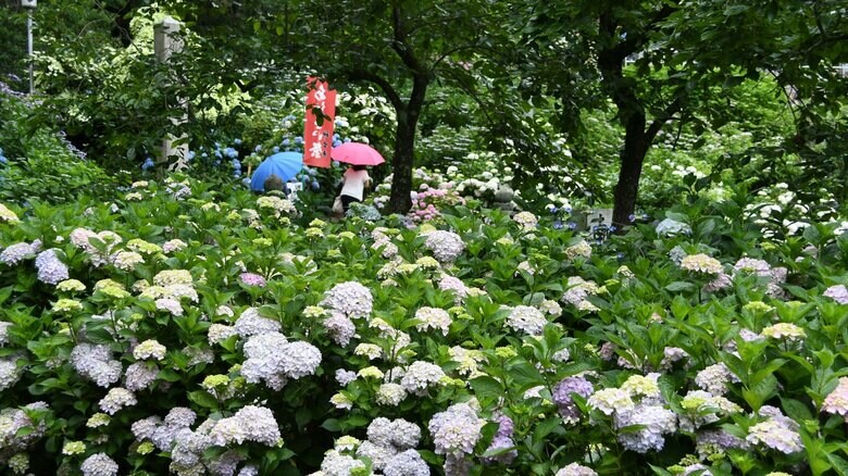 西日本で大雨になりやすい梅雨前線