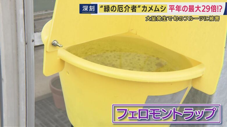 カメムシ
