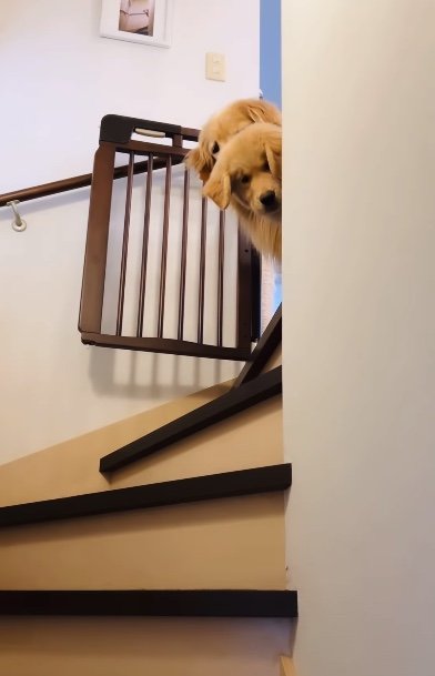 提供：efrinmanさん