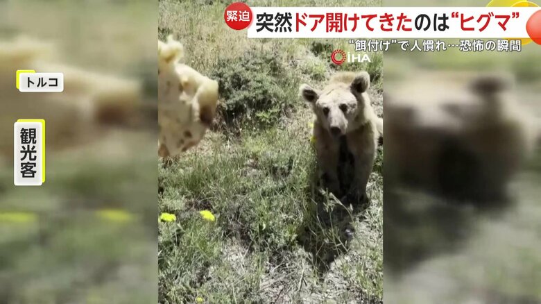 観光客の男性がヒグマに餌付けする映像