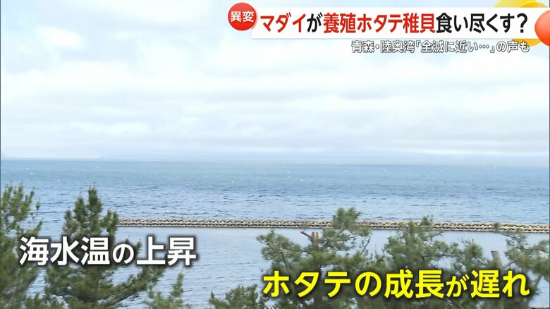 海水温の上昇で成長が遅れていたホタテ