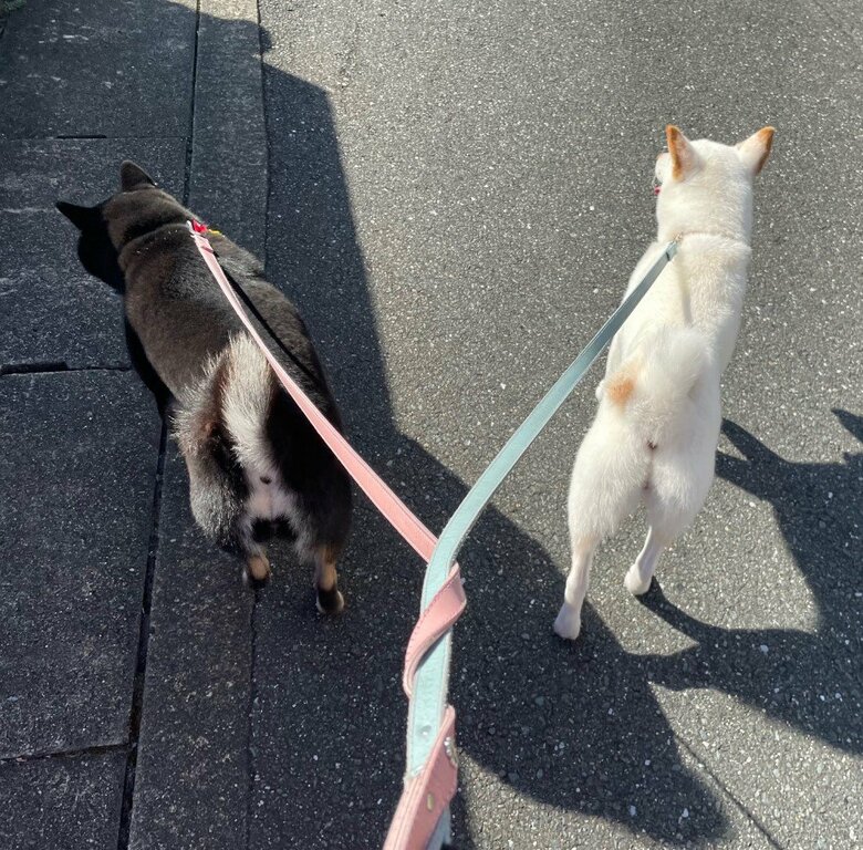 提供：柴犬のくぅとそらさん