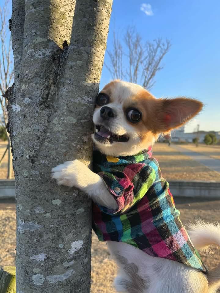 提供：SORA/ちわわさん