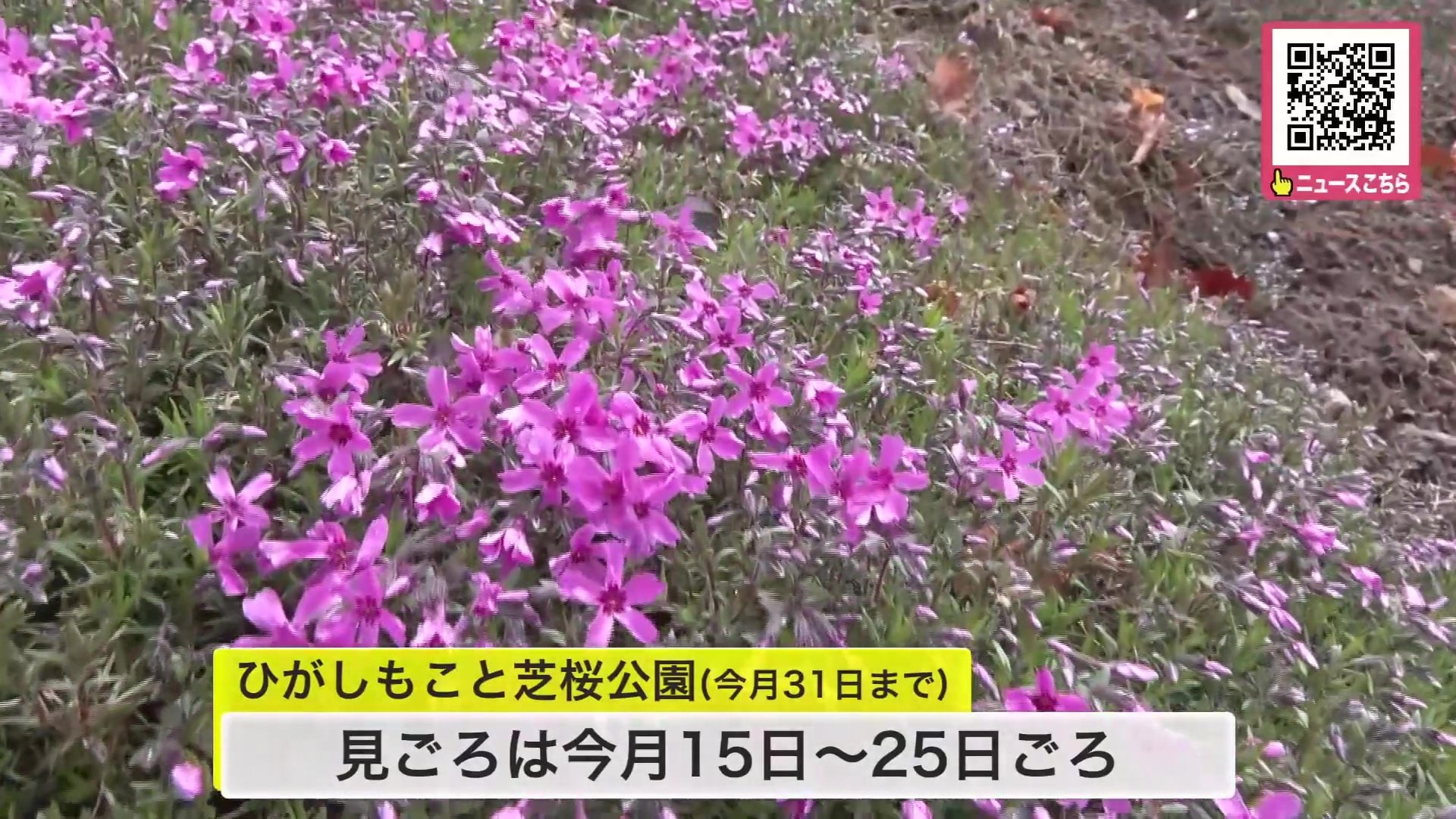 【1分咲き未満ですが】『ひがしもこと芝桜まつり』開幕！雪も降った寒さで“異例のスタート”＿見ごろは5月15日ごろか…「この天気はしょうがない」ステージイベントや遊び広場は開設中〈北海道大空町〉