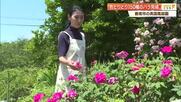 亡き父と30年育てた庭園《イングリッシュガーデン》150種・200本のバラ見頃【香南市】