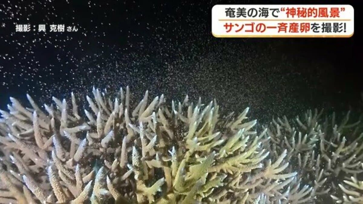 大きい奄美の珊瑚コラボA img_6bb71485df7a4a0e0cd5afe6c1