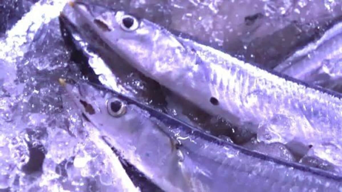 サンマ大漁！花咲港で“500トン超”の水揚げは今季初～型は小ぶりながら