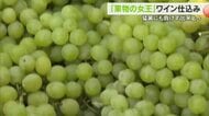 果物の女王「マスカット」使ったワインの仕込みが倉敷市で始まる…１万５０００本を来春出荷へ【岡山】