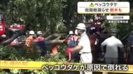 身近に潜む危険なキノコ「ベッコウタケ」　街路樹などを内部から腐らせ倒木の原因に　専門家「根絶は無理」