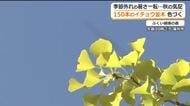 寒気の影響で秋の気配　色づき始めたイチョウが青空に映える　今週末には見頃に　ふくい健康の森