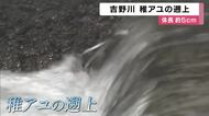 吉野川　稚アユの遡上　躍動感のある姿は来月末まで楽しめる