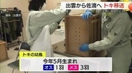 国の特別天然記念物「トキ」野生復帰へ 出雲生まれの幼鳥が佐渡に引越し さらなる繁殖へ(島根)