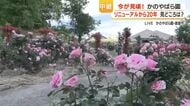 鹿屋市かのやばら園「リニューアル20年」　2006年4月25日生まれは入園無料・同伴者も対象　春のばら祭り5月末まで開催　「薔薇カレー」「ばらソフト」も人気