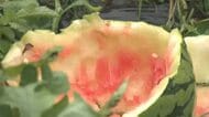 スイカを狙い撃ち？富山市で連日出没のクマ　8個食い荒らされ「今晩また来る可能性が高い」と危機感