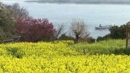 菜の花約50万本が見頃　“黄色い絨毯”と“青い海”のコントラスト　4月中旬頃まで　福岡市・能古島