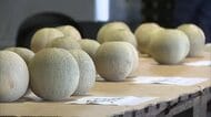糖度14度以上！“秋作メロン”の出荷スタート「味が濃く甘い」　規格統一する“目合わせ会”も　新潟市