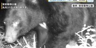 広島市安佐動物公園に野生のクマが侵入　カメラにツキノワグマの成獣　西園を一部閉鎖