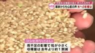 雨不足でコメの生育に影響　早期米は粒小さく収穫量も減ったと話す農家も　新米はどうなる　大分