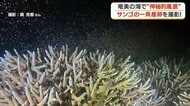 奄美大島の海中でサンゴが一斉産卵　白化被害からの「再生の第一歩」