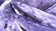 サンマ大漁！花咲港で“500トン超”の水揚げは今季初～型は小ぶりながらも浜に活気「量は取れ始めている。今後のサイズアップに期待」漁業関係者も安ど〈北海道根室市〉