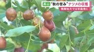 甘露煮等にする食文化根付く…岐阜県高山市で『ナツメ』の収穫が最盛期 長雨の影響で量は例年の4割程となる見込み