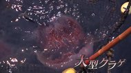 「毒で魚が白くなる」大型クラゲが沖合に大量発生 定置網漁に大打撃 理由不明で見通し立たず【福井発】