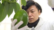 農園9代目は元ビジュアル系バンドのボーカル 雪国生まれのアボカドに情熱注ぐ【新潟発】