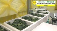 ブロッコリーの選別施設が完成 作業のスピードアップに期待(鳥取・大山町)