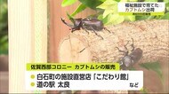 福祉施設で育てたカブトムシ出荷【佐賀県】