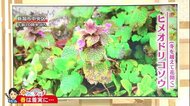 新潟の天気<お空にタッチ>3/4 “春の陽気”も花粉や寒暖差に注意を!