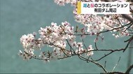 有田ダム周辺 桜が満開【佐賀県有田町】