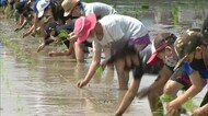 食糧難に苦しむ外国の子供たちにコメを送ろう! 津山市の児童が支援米の田植え【岡山・津山市】