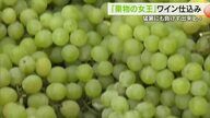 果物の女王「マスカット」使ったワインの仕込みが倉敷市で始まる…１万５０００本を来春出荷へ【岡山】
