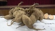 中種子町で「安納いも」の品評会　ねっとりとした食感と甘さが特長　鹿児島・種子島