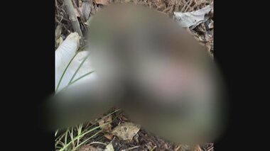 池に浮かんだ「死んだ野良ネコ」次々発見…公園で見つかった死骸10匹以上 周辺にはネコ用のエサの袋散乱