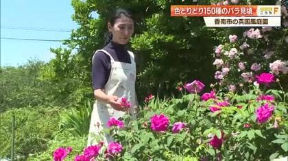 亡き父と30年育てた庭園《イングリッシュガーデン》150種・200本のバラ見頃【香南市】