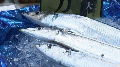 【庶民の味方】サンマ1匹が驚きの21万6000円に！初セリで1kg111万2000円の過去最高値を記録 2年連続落札の札幌スーパー店頭に並ぶ衝撃の秋の味覚〈北海道札幌市〉