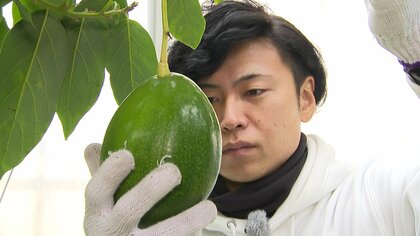 農園9代目は元ビジュアル系バンドのボーカル  雪国生まれのアボカドに情熱注ぐ【新潟発】