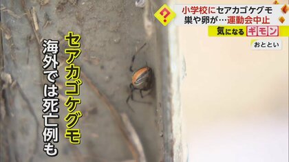 小学校に毒グモ“100匹”　セアカゴケグモが繁殖…巣や卵も見つかる　運動会は急きょ延期に　大分市