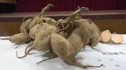 中種子町で「安納いも」の品評会　ねっとりとした食感と甘さが特長　鹿児島・種子島