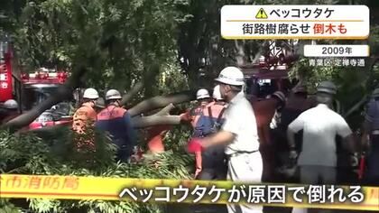 身近に潜む危険なキノコ「ベッコウタケ」　街路樹などを内部から腐らせ倒木の原因に　専門家「根絶は無理」
