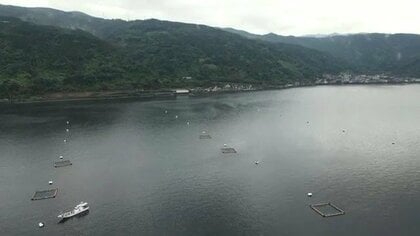 台風明けに赤潮が急発生、養殖ブリ２万３千匹に被害　錦江湾・垂水市