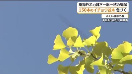 寒気の影響で秋の気配　色づき始めたイチョウが青空に映える　今週末には見頃に　ふくい健康の森