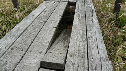 老朽化が原因で陥没か　国の天然記念物に指定の霧ヶ峰車山湿原の木道で木の板を踏み抜いて転倒　埼玉県の84歳女性が重傷　市教委が一帯の危険個所を修繕　長野・諏訪市