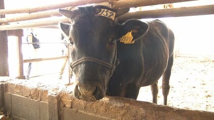 肉用子牛の取引価格が9年ぶり最高値　物価高で“牛肉離れ”進む　牛肉消費は6年連続減少