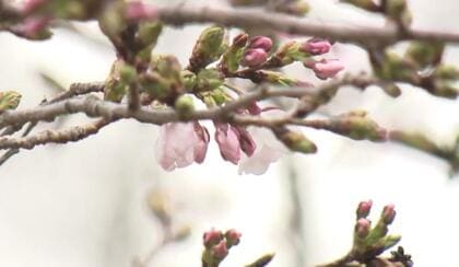 大阪の桜が開花　平年より１日早く　大阪城公園西の丸庭園にある標本木で観測