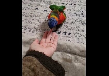 「手に乗るまでやたら時間のかかる手乗りインコ」に焦らされる…でも、その理由にキュンとする？