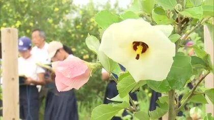天草市でハマボウ観察会【熊本】
